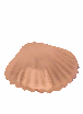 Common Scallop