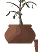 Potted Oak Sapling
